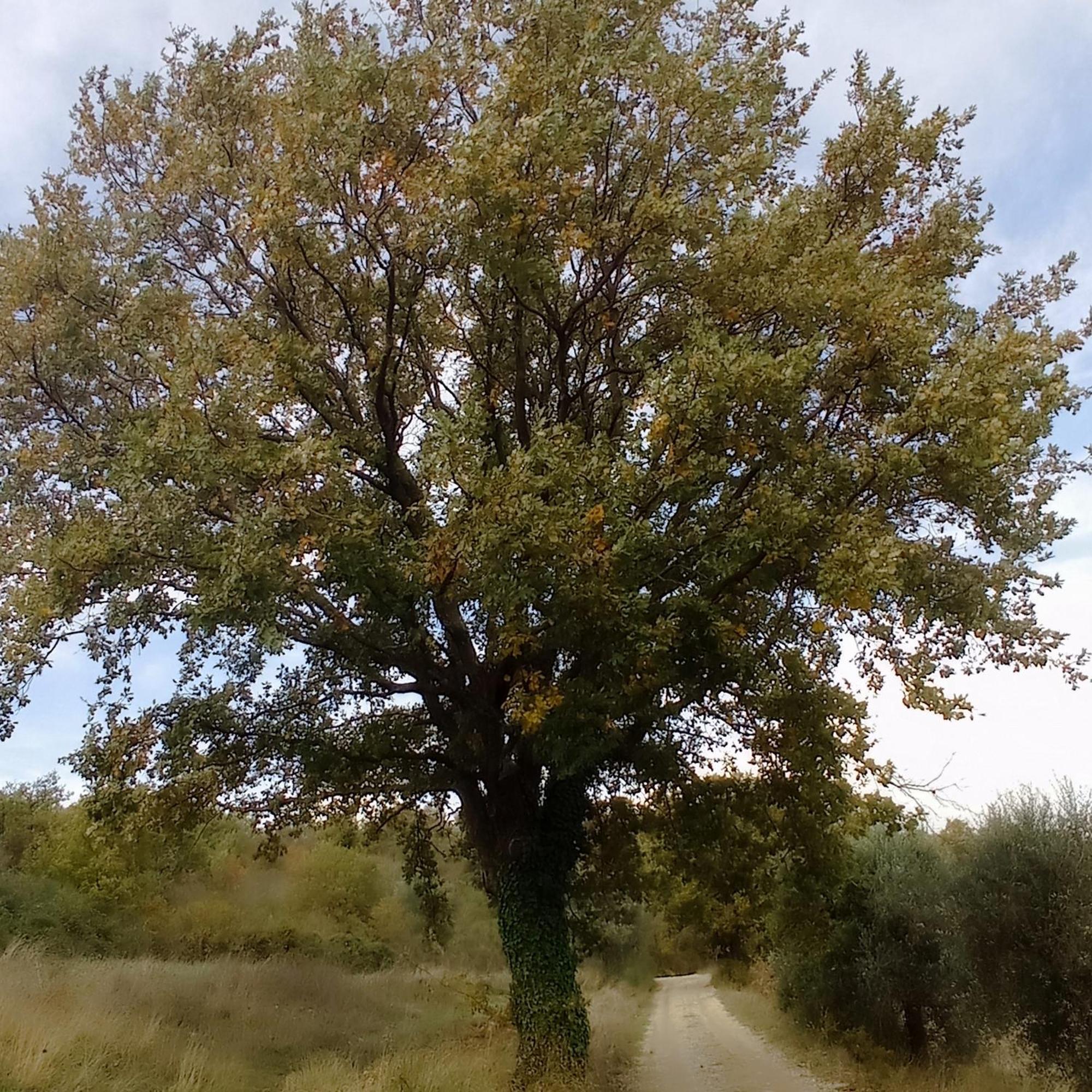 B&B Casale Ormano San Venanzo Dış mekan fotoğraf